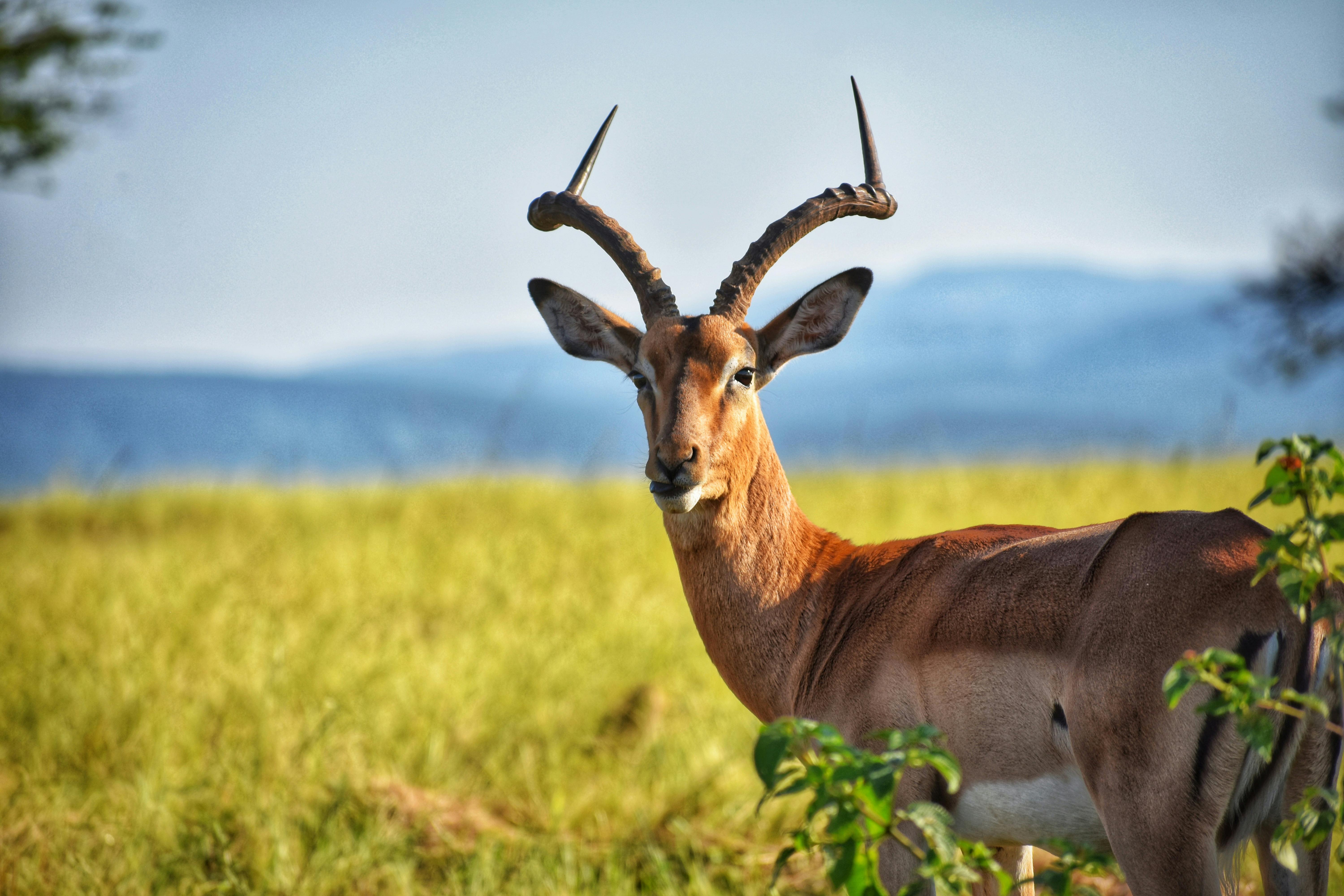 Mara